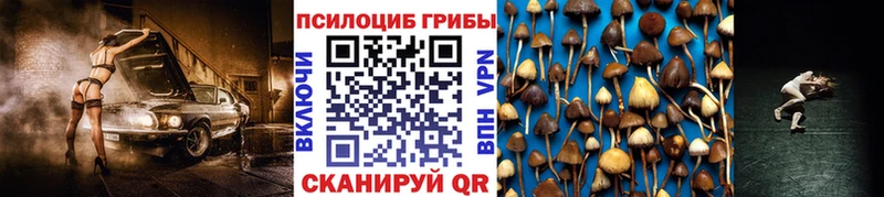 Купить где  Торопец  Псилоцибиновые грибы Cubensis 
